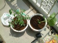 植え替えた鉢