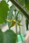 トマトの花