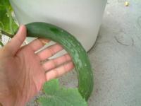 食べ頃きゅうり